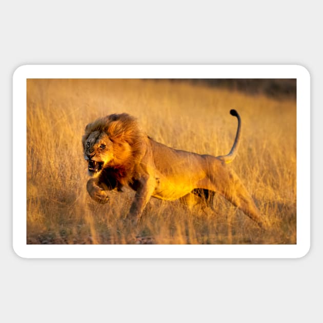 Aggressive young lion charging Sticker by GrahamPrentice